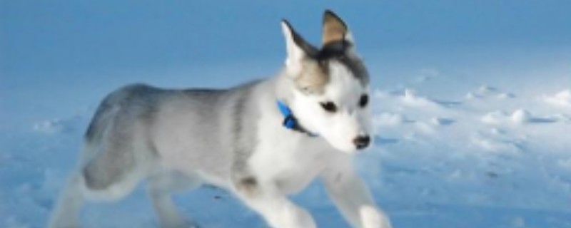 Will a husky recognize its owner when given away?