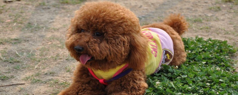 Does the toy teddy recognize the owner?