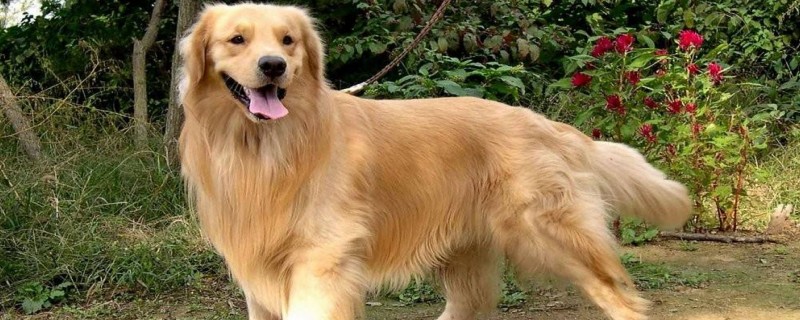 Do dogs still recognize their previous owners after changing owners?