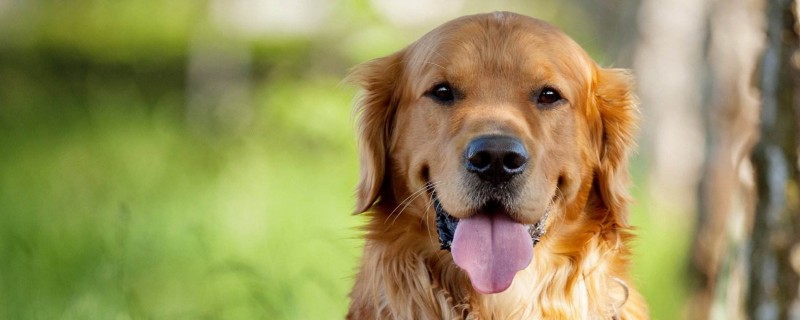 Does the golden retriever still recognize the original owner after changing the owner?
