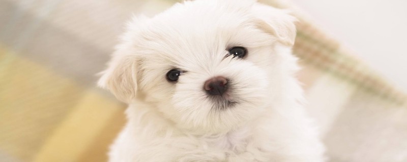 If the dog is sold by the owner, does it still recognize the original owner?
