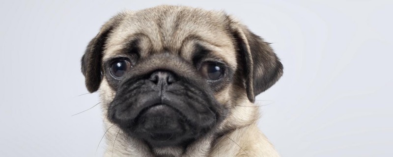 Will the dog recognize its owner if it finds it?