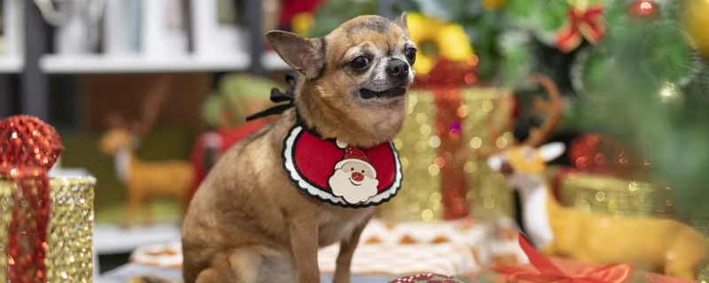 Do Chihuahuas Recognize Their Owners?