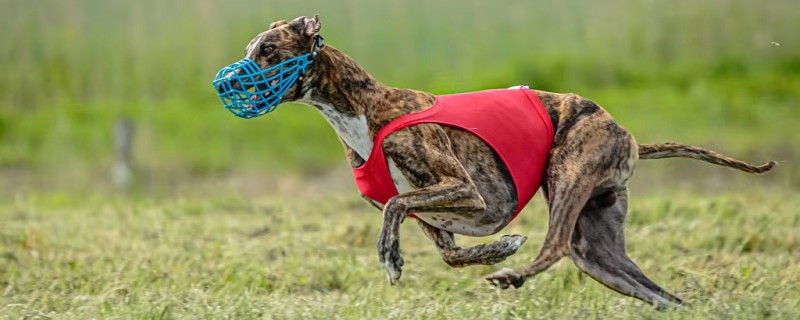 Do Whippets Recognize Their Owners?