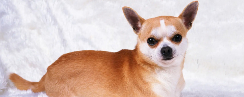 Can Dogs Know Multiple Owners?