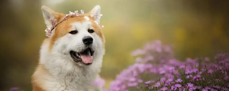 Will an adult dog recognize a new owner?
