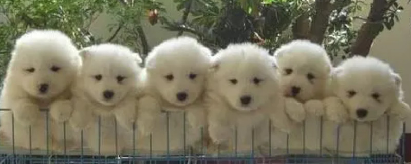 Will the Samoyed recognize a new owner?