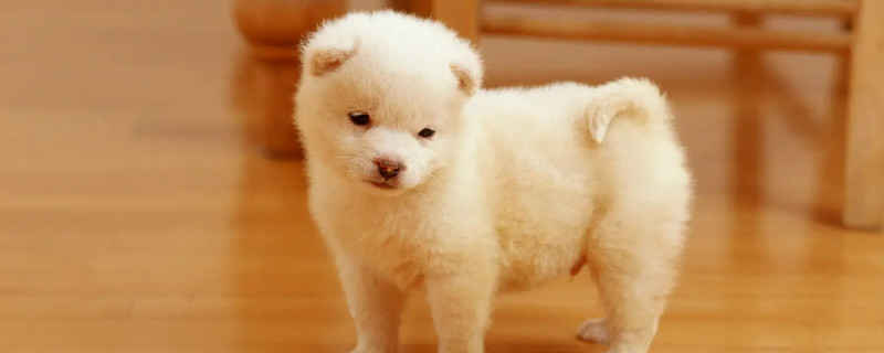 Do puppies really recognize their owners?