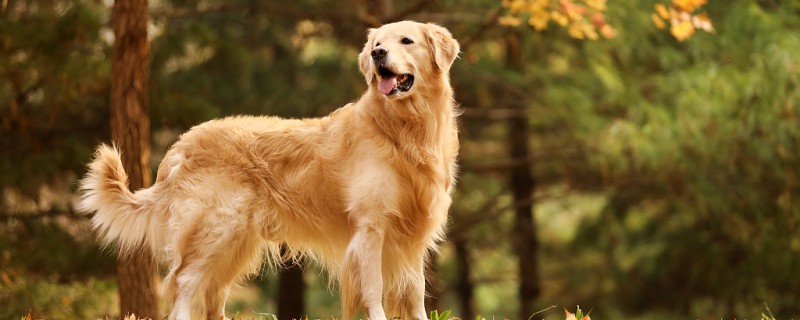 Will the dog recognize its owner after being given away?