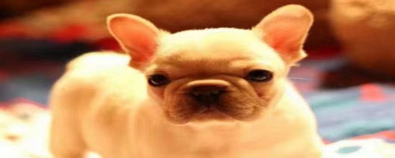 Do French fighting dogs recognize their owners?
