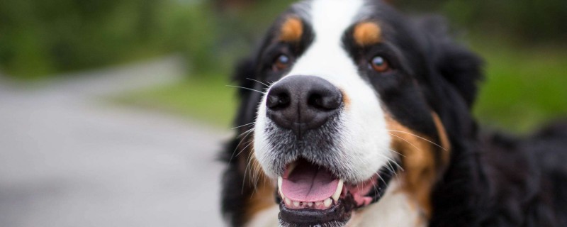 Does the dog of more than 1 month recognize the owner?