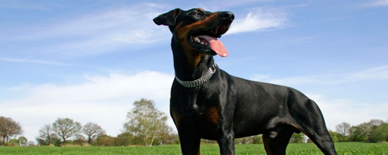 Do German Pinschers only recognize their owners?