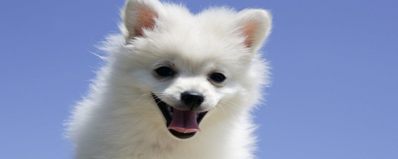 Do puppies recognize their owners from an early age?
