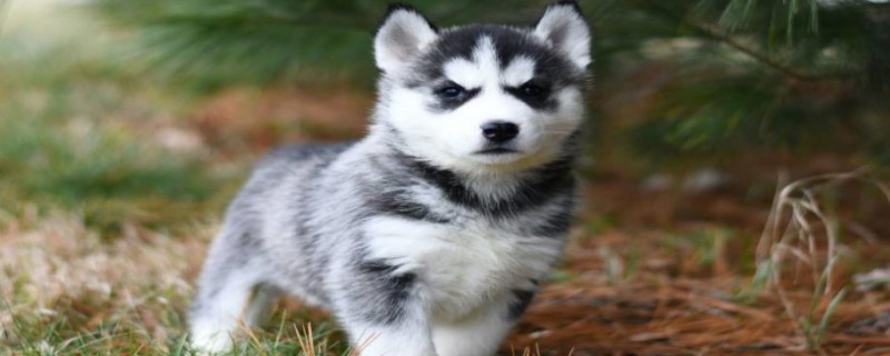 Will puppies recognize their owners?