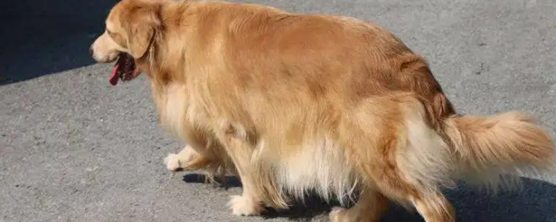 Does the Golden Retriever recognize the owner?