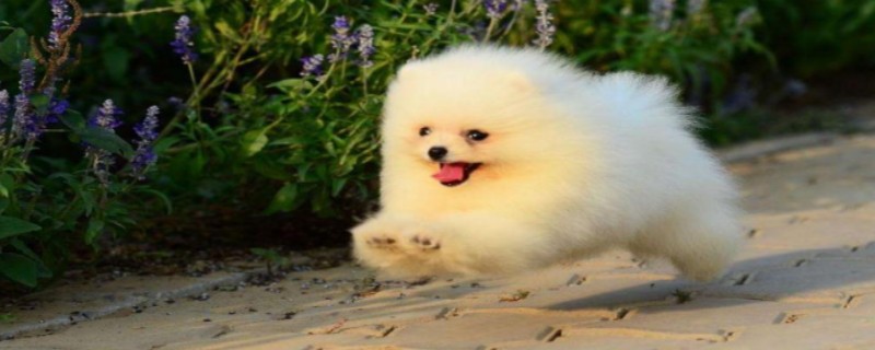 Does Pomeranian recognize its owner?