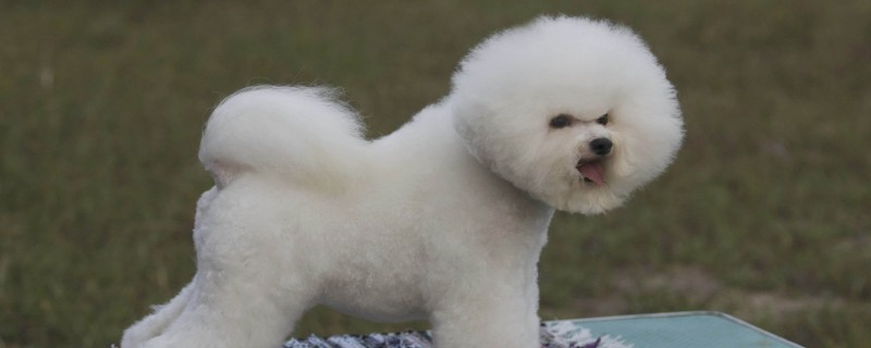 Adopt a bichon christmas?