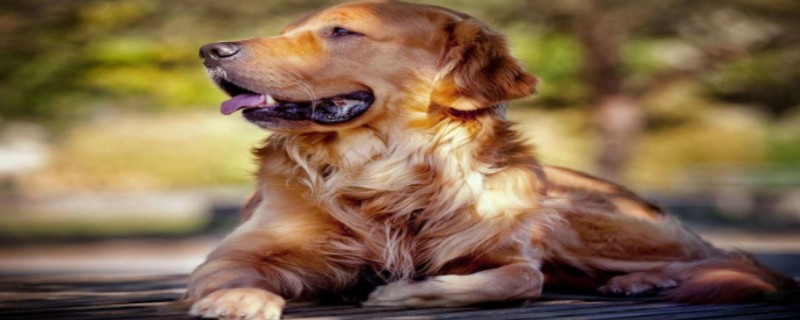 Do adopted dogs recognize their owners?