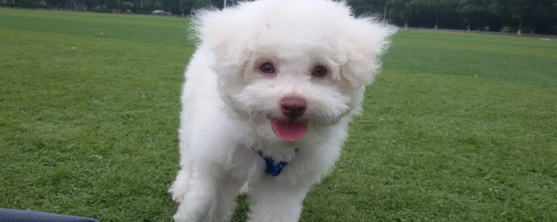Will the dog boarding recognize the owner?