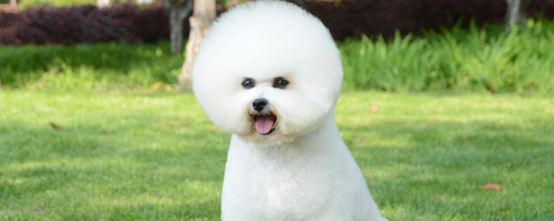 Does Bichon know many owners?