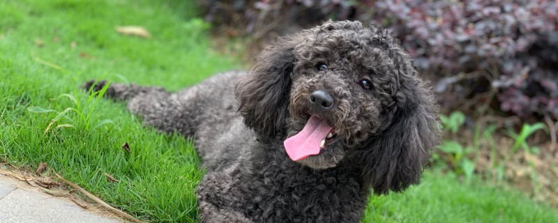 Does Teddy know the owner?