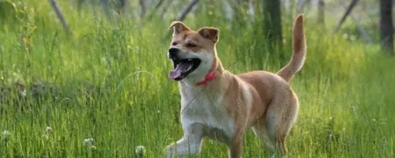 Does the Chinese Pastoral Dog recognize its owner?