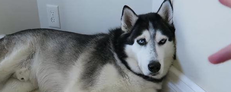 Will the husky recognize a new owner?