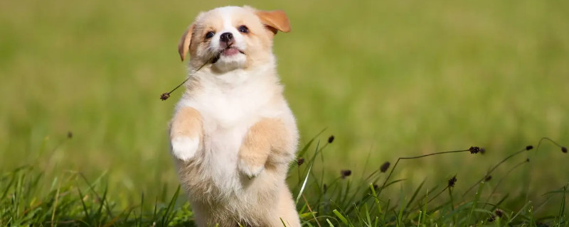 Does the 70-day dog ​​recognize its owner?