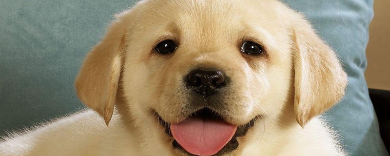 Will the puppy recognize its owner when hit?