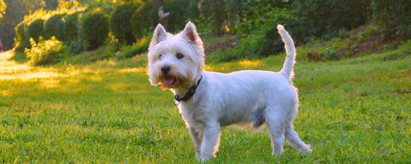 Can a dog recognize its owner?