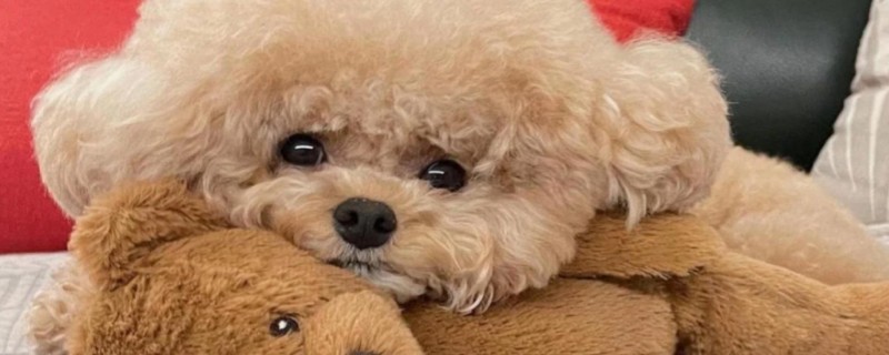 Will a dog that has been raised for three or four days recognize its owner?