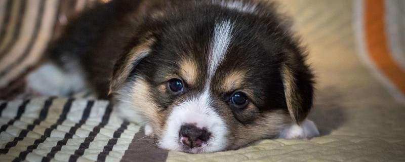 Do puppies only recognize one owner?