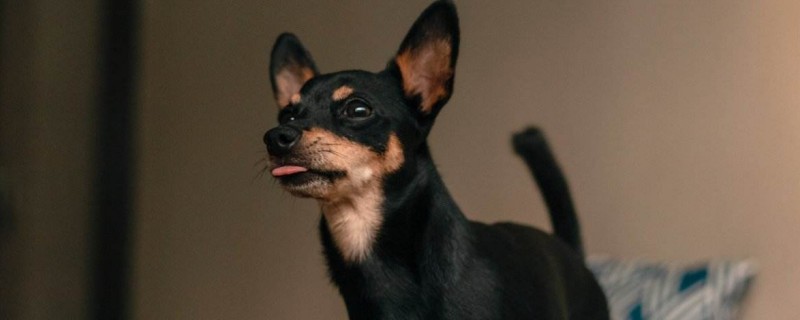 Does the adult miniature pinscher recognize a new owner?