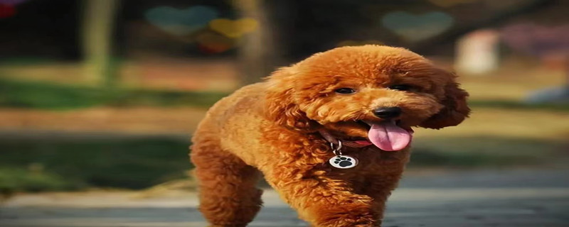 Will a teddy dog ​​recognize its owner if it is stolen?