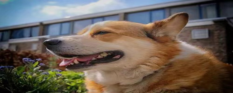 Will a dog adopted halfway recognize its owner?