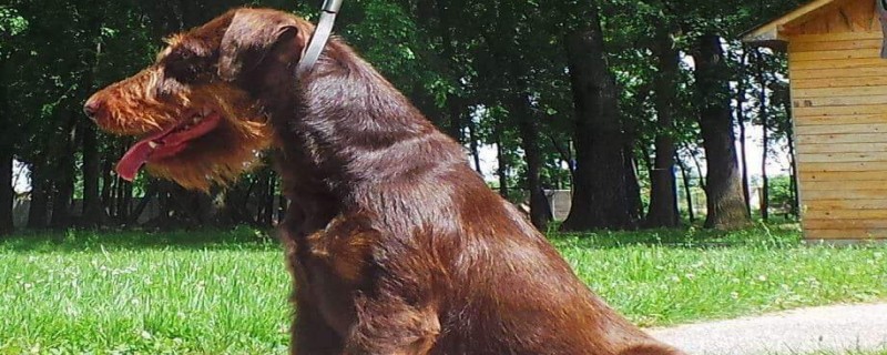 Do German terriers recognize their owners?