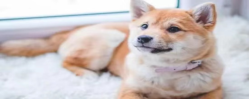 Do puppies who haven't seen each other for a few days still recognize their owners?