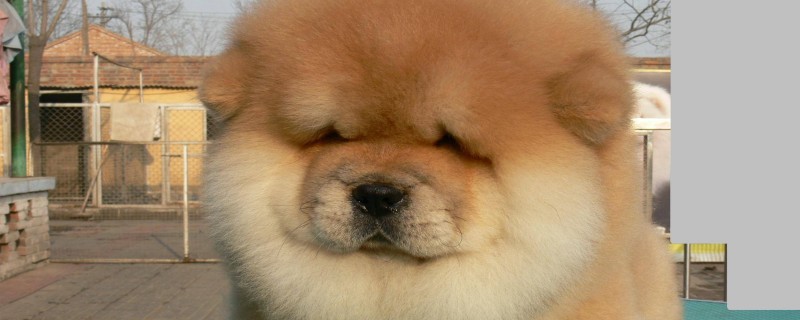 Does the Chow Chow only recognize one owner?