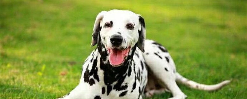 Does the Mai Ding dog recognize its owner?