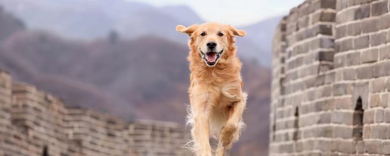 Does Corgi recognize the owner?