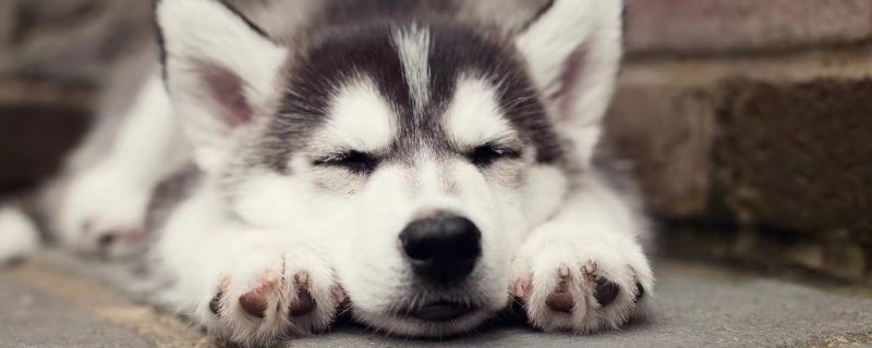 Will a lost husky recognize its owner?