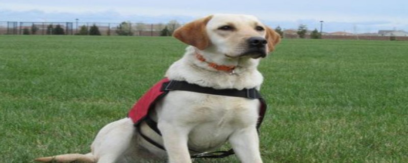 Do Dogs Know Multiple Owners?