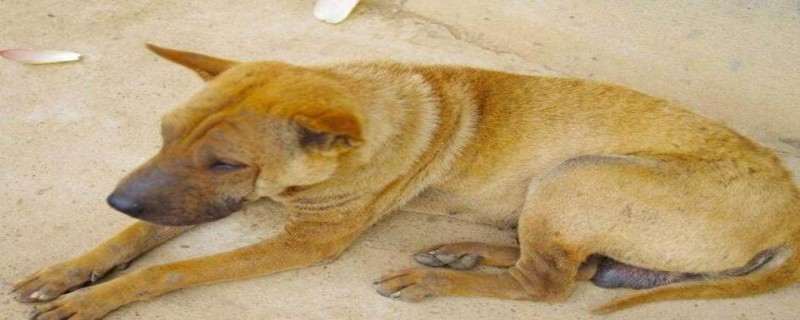 Will a native dog recognize its owner when it is old?