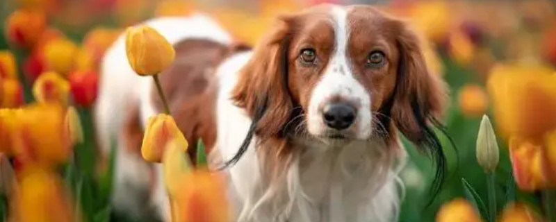 Can puppies recognize their owners when they grow up?