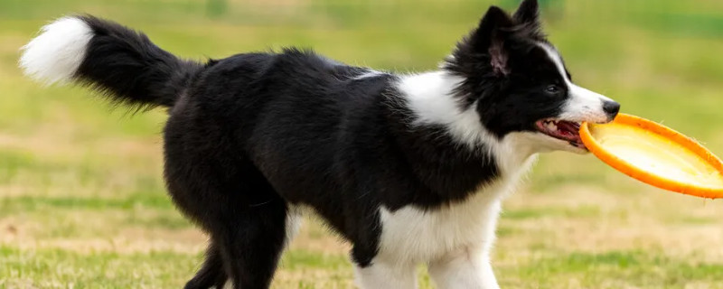 Can Bianmu recognize a new owner?