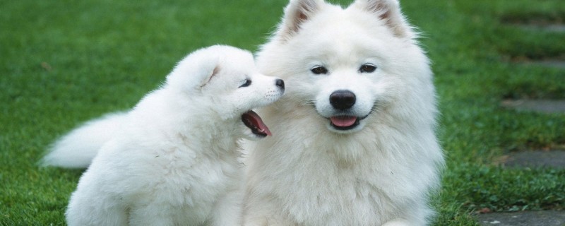 Do you recognize the owner of a six-month-old Samoyed?