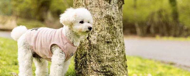 Will Teddy dogs recognize their owners when they grow up?