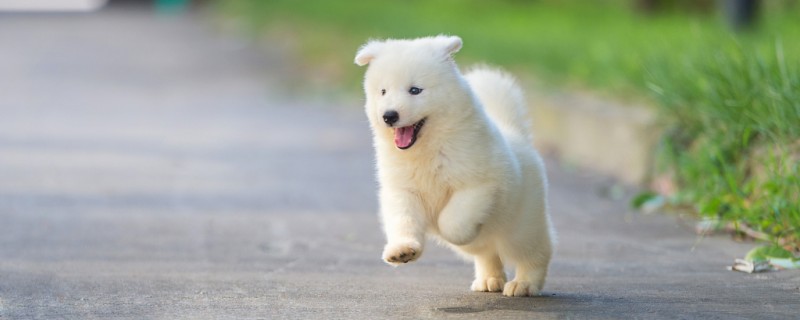 Will Samye recognize the owner in more than three months?