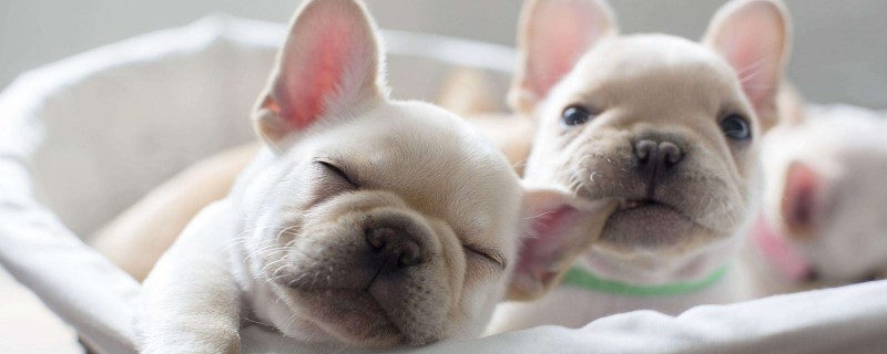 Do dogs recognize their owners by their noses?