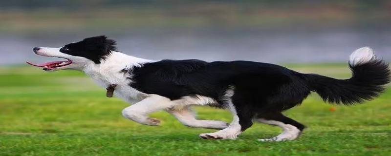 Does border shepherd recognize male and female masters at the same time?
